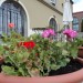 Foto Giardino / Piscina