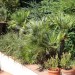 Foto Giardino / Piscina