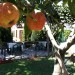 Photos Piscine / Jardin
