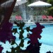 Photo Garden / Swimming pool