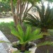 Foto Giardino / Piscina