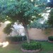 Foto Giardino / Piscina