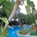 Photo Garden / Swimming pool